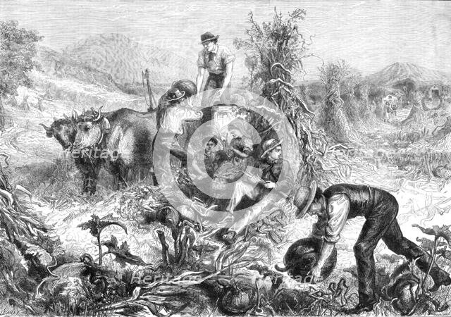 American Harvest Home, 1881.  Creator: Unknown.