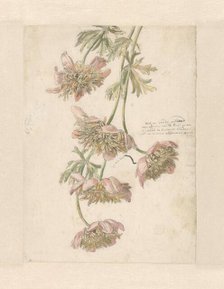 Three branches with flowers, 1722. Creator: Anon.