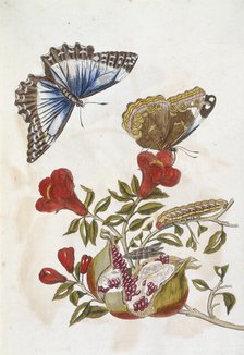 Butterfly and Caterpillar, 1705. Creator: Unknown.