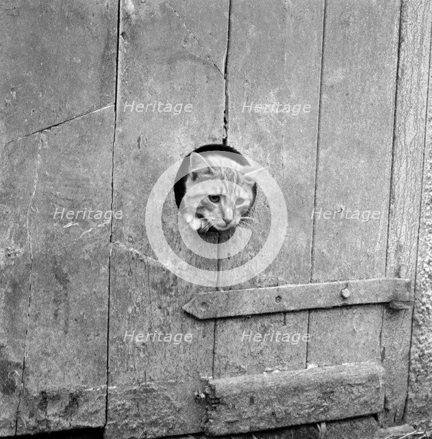 Cat looking through a hole, Cornwall, 1950s Artist: John Gay.