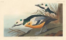 Western Duck, 1838. Creator: Robert Havell.