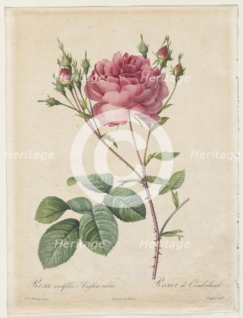 Rosa Centifolia Anglica Rubra, 1817-1824. Creator: Henry Joseph Redouté (French, 1766-1853).