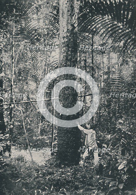 'Collecting Rubber', 1916. Artist: Unknown.