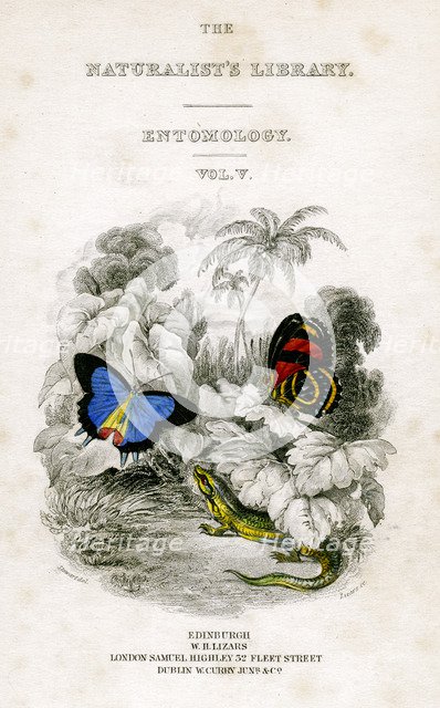 'The Naturalist's Library, Entomology, Vol V', Butterflies, c1833-1865.Artist: William Home Lizars