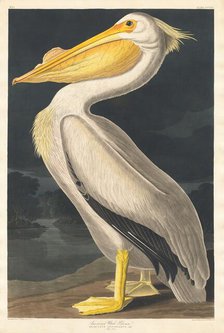 American White Pelican, 1836. Creator: Robert Havell.