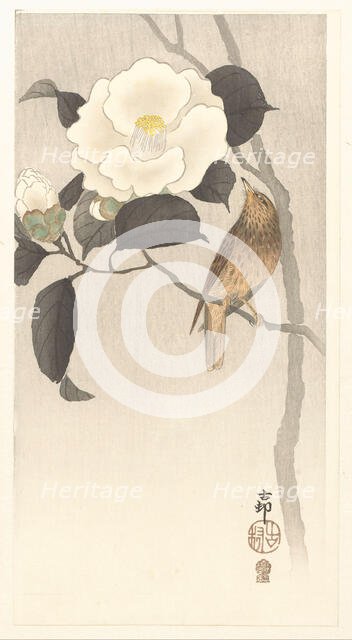 Songbird and blooming camellia, 1900-1910. Creator: Ohara, Koson (1877-1945).