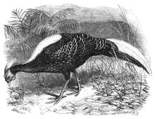 Swinhoe's Pheasant, lately added to the collection of the Zoological Society of London, 1865. Creator: Dalziel Brothers.