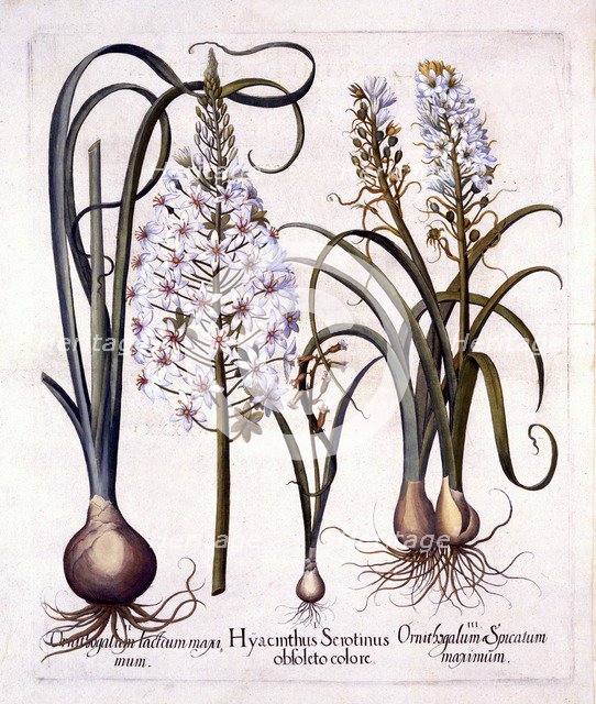 Late Hyacinth and Star-Of-Bethlehem, from 'Hortus Eystettensis', by Basil Besler (1561-1629), pub. 1