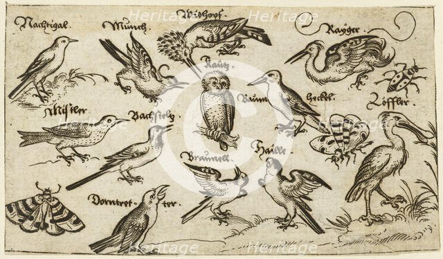 Twelve types of birds, including an owl and pelican, individually labelled and positioned..., 1572.  Creator: Virgil Solis.