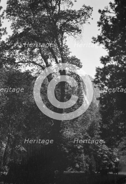 Travel views of Yosemite National Park, between 1903 and 1906. Creator: Arnold Genthe.
