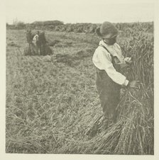 Shocking Corn (Norfolk), c. 1883/87, printed 1888. Creator: Peter Henry Emerson.
