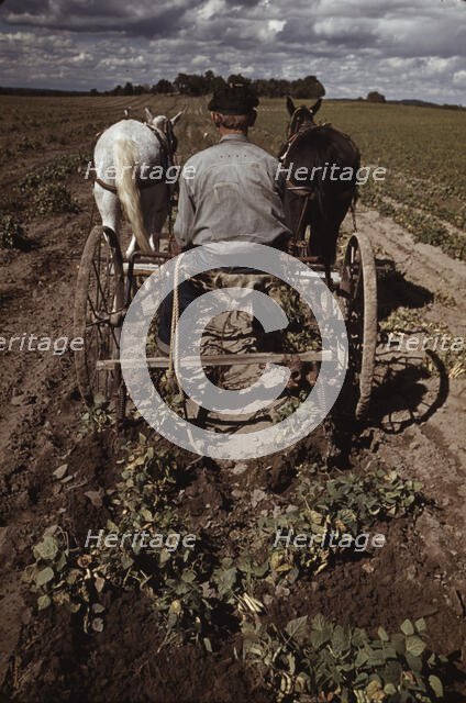 Bill Stagg turning up pinto beans, Pie Town, New Mexico, 1940. Creator: Russell Lee.