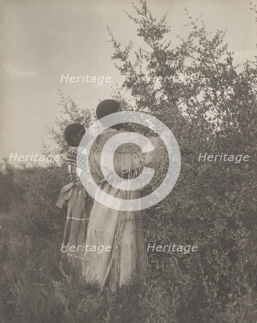 Buffalo berry gatherers-Mandan, c1908. Creator: Edward Sheriff Curtis.