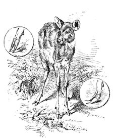 The "Water Antelope" of the Lake Ngami and Upper Zambesi regions, 1890. Creator: Unknown.