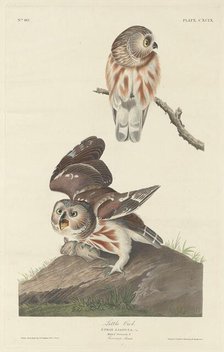 Little Owl, 1834. Creator: Robert Havell.