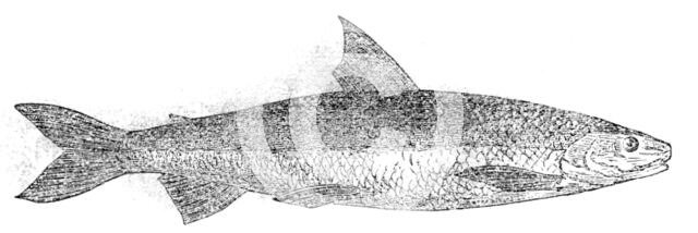 The Powan, 1862.  Creator: Unknown.