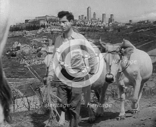 A Man Walking Livestock Through Countryside, 1943-1944. Creator: British Pathe Ltd.