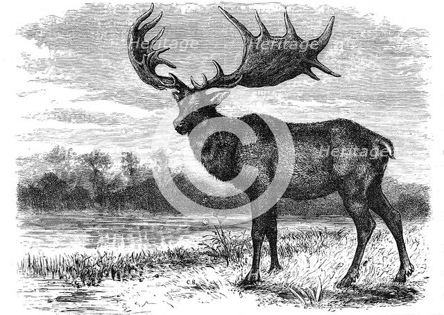 Reconstruction of the Irish elk (Megaloceros), c1880. Artist: Unknown
