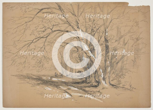 Woodland Trees, 19th century. Creator: John William Casilear.