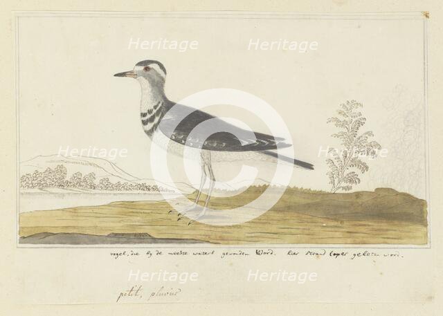 Charadrius tricollaris (Three-banded sandplover), 1777-1786. Creator: Robert Jacob Gordon.