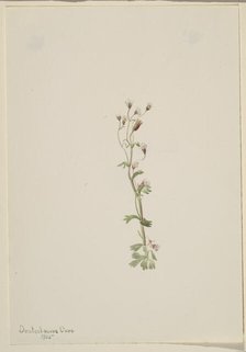 Untitled--Plant Study, 1905. Creator: Mary Vaux Walcott.