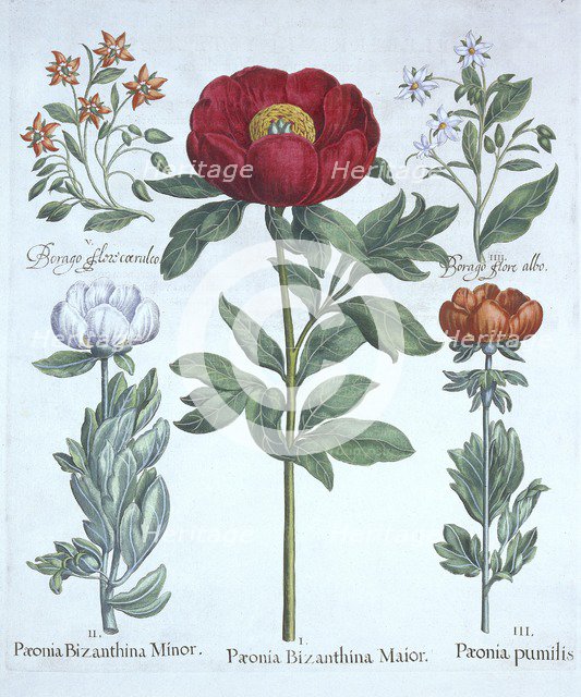 Paeonies and Borage, from 'Hortus Eystettensis', by Basil Besler (1561-1629), pub. 1613 (hand-colour
