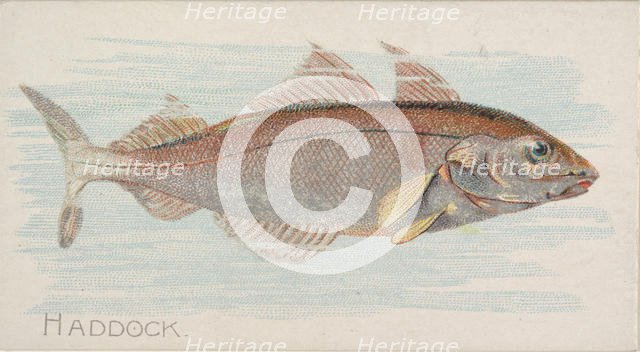 Haddock, from the Fish from American Waters series (N8) for Allen & Ginter Cigarettes Brands, 1889. Creator: Allen & Ginter.