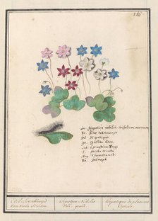 Liver flower (Anemone hepatica, old name: Hepatica nobilis), 1596-1610. Creators: Anselmus de Boodt, Elias Verhulst.