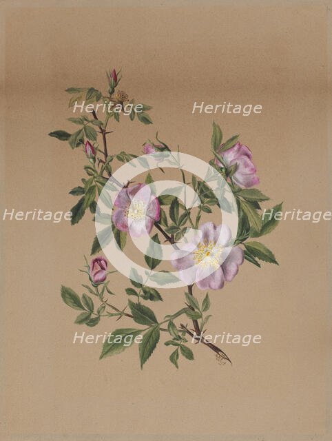 Rose Mallow (Hibiscus moscheutos), 1878. Creator: Mary Vaux Walcott.