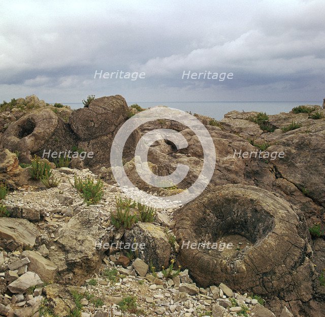 Fossil forest in Dorset. Artist: Unknown