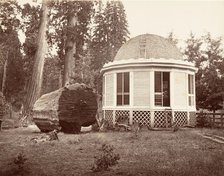 The House Built over the Stump of a Big Tree, 1865-66, printed ca. 1876. Creator: Carleton Emmons Watkins.