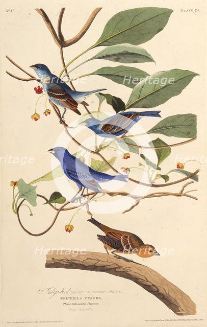 The indigobirds. From "The Birds of America", 1827-1838. Creator: Audubon, John James (1785-1851).