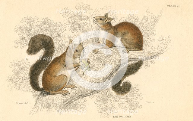 Red squirrel (Sciurus vulgaris), tree-living rodent native to Europe and Asia, 1828. Artist: Unknown