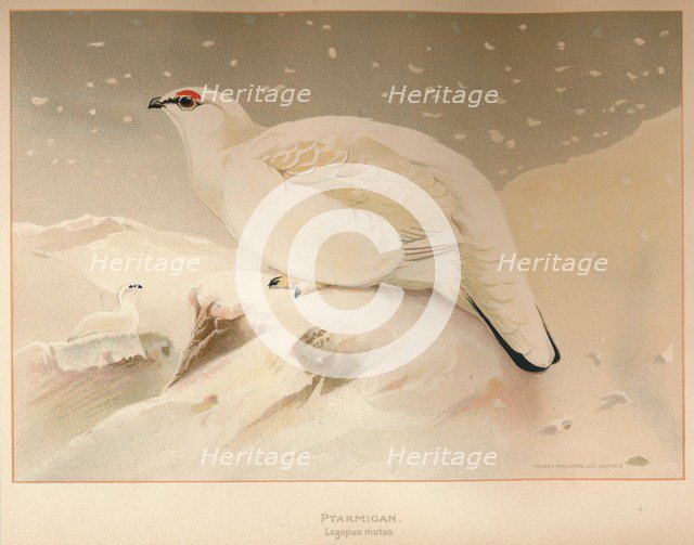 'Ptarmigan (Lagopus mutus)', 1900, (1900). Artist: Charles Whymper.