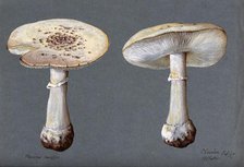 The false death cap fungus (Amanita citrina): two fruiting bodies, 1887. Creator: R Baker.
