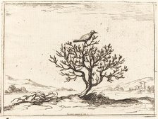 Nightingale in a Bush, 1628. Creator: Jacques Callot.