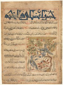 Qualities of Ringdoves (recto) from a Manafi al-Hayawan (On the Usefulness of Animals)…, c. 1300. Creator: Unknown.