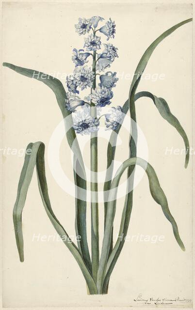Hyacinth, 1737. Creator: Vincent Laurentsz. van der Vinne II.