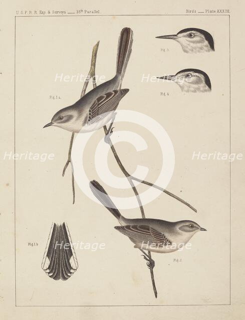 Birds - U.S.P.R.R. Exp. & Surveys, 35th Parallel. Creator: Unknown.