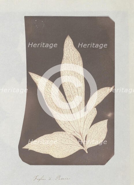 Foglia di Peonia, 1839. Creator: William Henry Fox Talbot.
