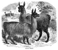 'Alpaca Sheep', c1880.Artist: JC