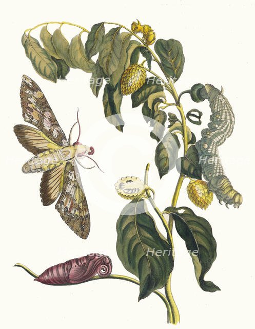 Zursak. From the Book Metamorphosis insectorum Surinamensium, 1705. Creator: Merian, Maria Sibylla (1647-1717).