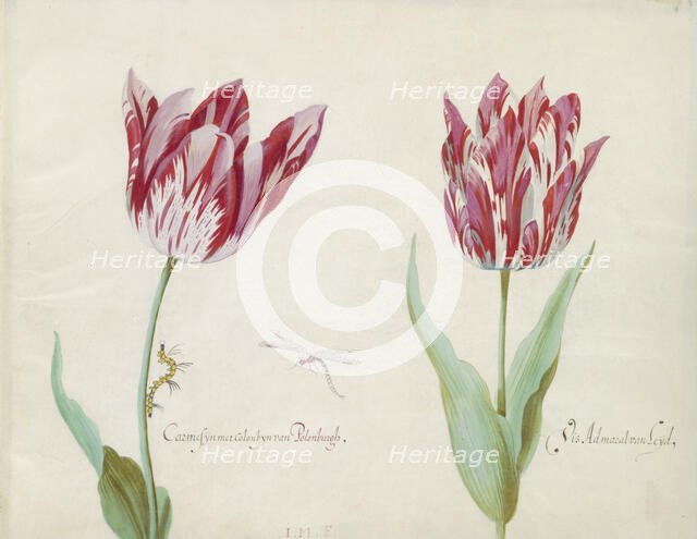 Two tulips with caterpillar and damselfly, 1637. Creator: Jacob Marrel.
