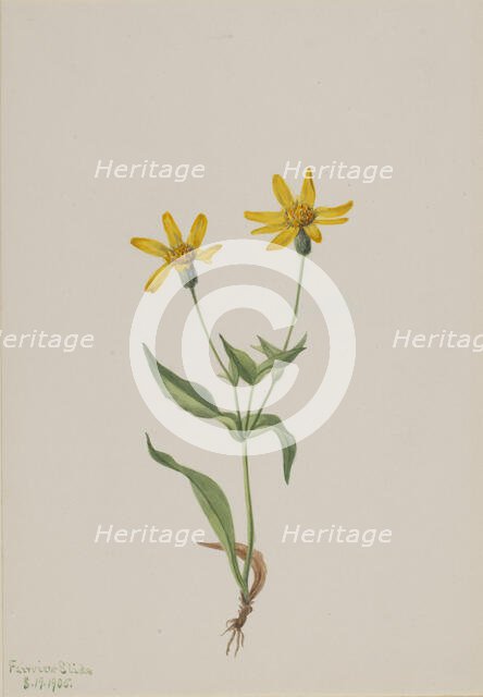 Arnica alpina, 1905. Creator: Mary Vaux Walcott.