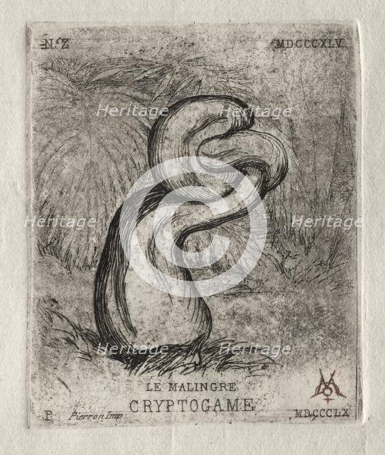 The Sickly Cryptogam, 1860. Creator: Charles Meryon (French, 1821-1868).