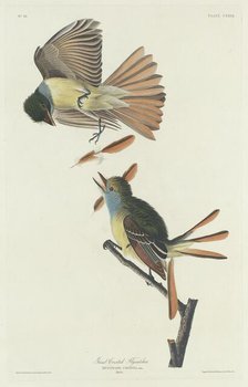 Great Crested Flycatcher, 1832. Creator: Robert Havell.