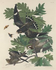 Night Hawk, 1832. Creator: Robert Havell.