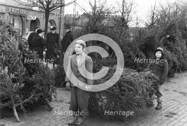 Selling Christmas trees in the square of Trelleborg, Sweden, 1950s. Artist: Unknown