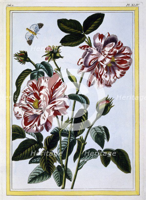 The Variegated Rose of England; pub. 1776. Creator: Pierre Joseph Buchoz (1731-1807).