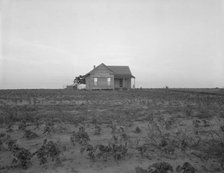 Cotton sharecropper farm, Texas, 1937. Creator: Dorothea Lange.